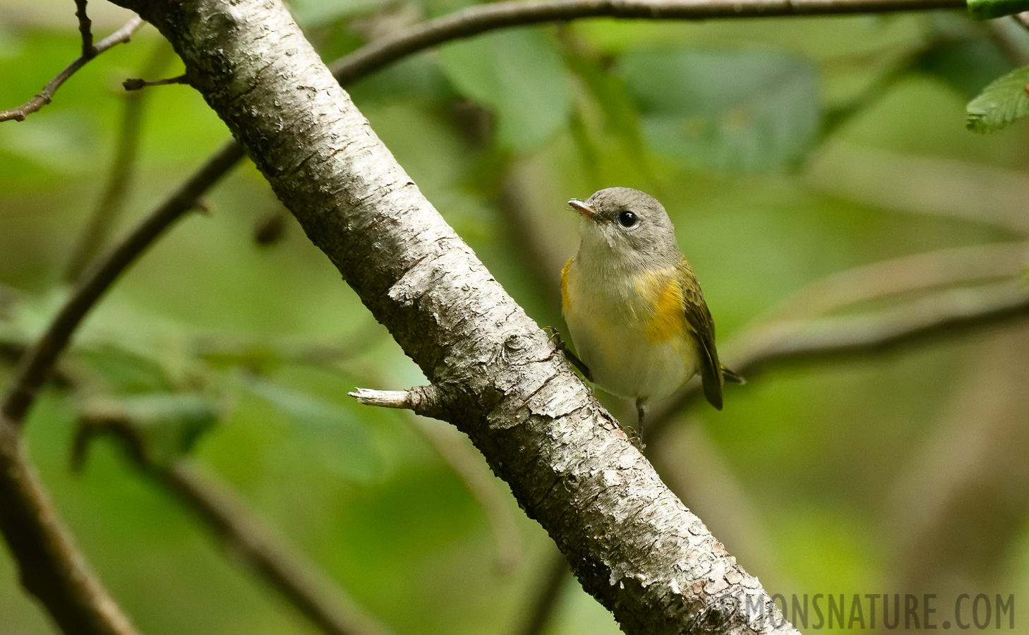 Setophaga ruticilla [400 mm, 1/500 sec at f / 7.1, ISO 2500]